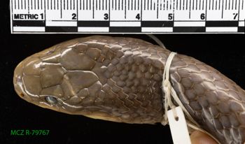 Media type: image;   Herpetology R-79767 Description: Specimen photo;  Aspect: head dorsal